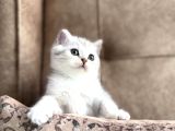 Elit Soy Full Şecereli Anne Baba Muhteşem Bebeğimiz