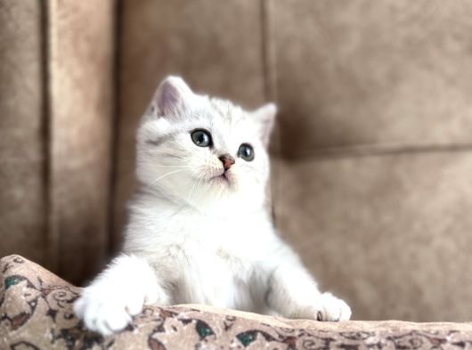 Elit Soy Full Şecereli Anne Baba Muhteşem Bebeğimiz görsel