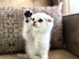 Elit Soy Full Şecereli Anne Baba Fold Bebeğimiz