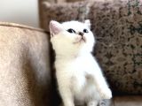 Full Şecereli Anne Babanın Muhteşem Bebeği