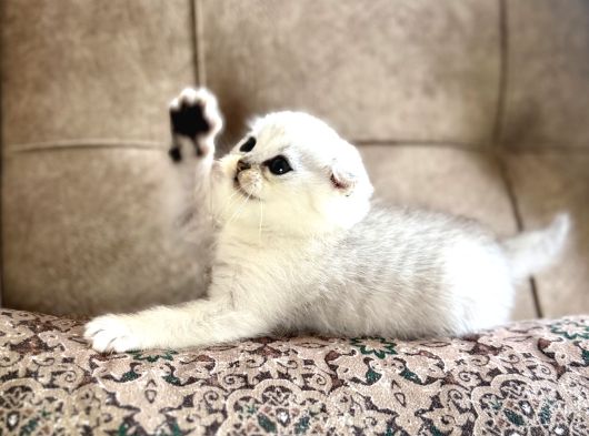 Elit Soy Full Şecereli Anne Baba Fold Bebeğimiz görsel