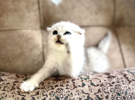 Elit Soy Full Şecereli Anne Baba Fold Bebeğimiz
