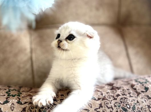Elit Soy Full Şecereli Anne Baba Fold Bebeğimiz görsel