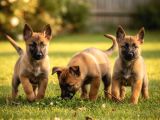 Safkan Belçika Kurdu Malinois Bebekler Telime Hazır
