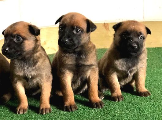 Safkan Belçika Kurdu Malinois Bebekler Telime Hazır görsel