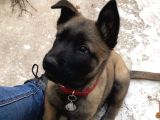Safkan Belçika Kurdu Malinois Bebekler Telime Hazır