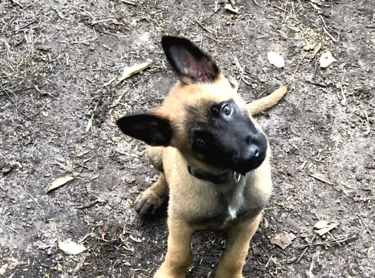 Safkan belçika kurdu malinois bebekler telime hazır