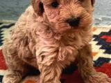 Kali̇teli̇ Malti̇poo Yavrularimiz