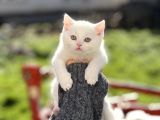 Irkinin En Güzeli̇ Bri̇ti̇sh Shorthai̇r Yavrum