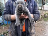 ÜST KALİTE CANE CORSO YAVRULARI