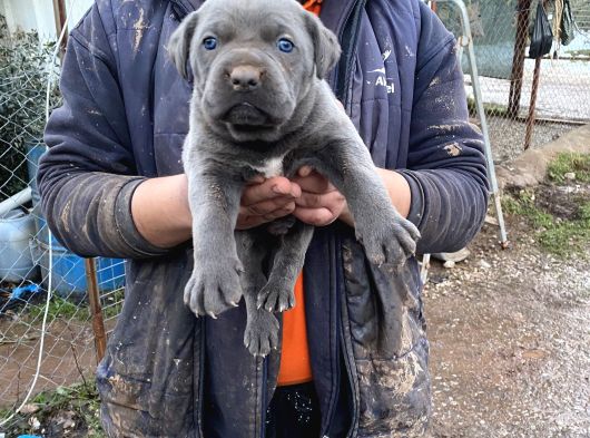 ÜST KALİTE CANE CORSO YAVRULARI