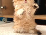 Safkan British Longhair Dişi Bebek