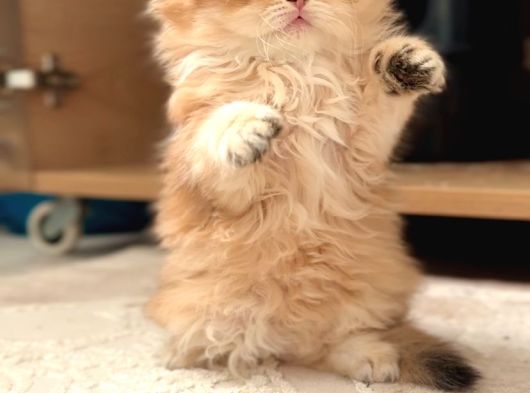 Safkan British Longhair Dişi Bebek görsel