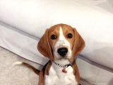 1 buçuk yaşında Beagle