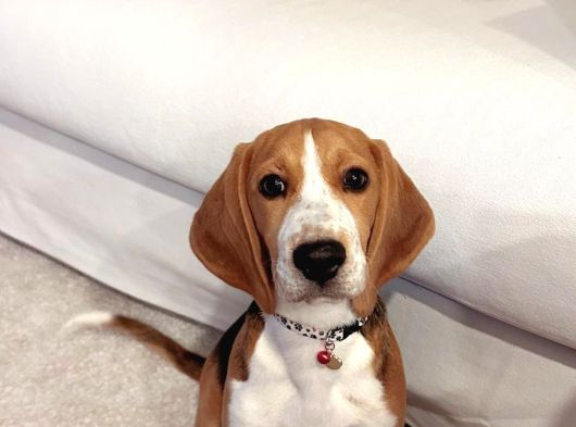1 Buçuk Yaşında Beagle