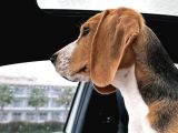 1 Buçuk Yaşında Beagle