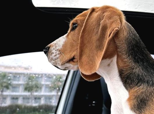 1 Buçuk Yaşında Beagle görsel