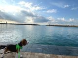 1 Buçuk Yaşında Beagle