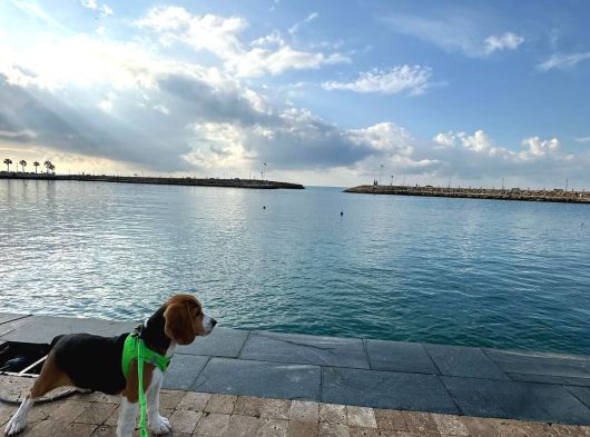 1 Buçuk Yaşında Beagle görsel