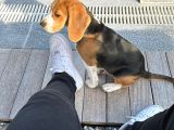 1 Buçuk Yaşında Beagle