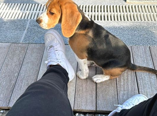 1 Buçuk Yaşında Beagle görsel