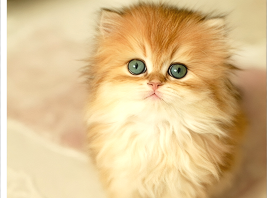 Safkan British Longhair Dişi Bebek