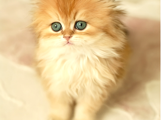 Safkan British Longhair Dişi Bebek görsel