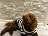 Red Brown Poodle Yavru Erkek