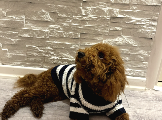 Red Brown Poodle Yavru Erkek