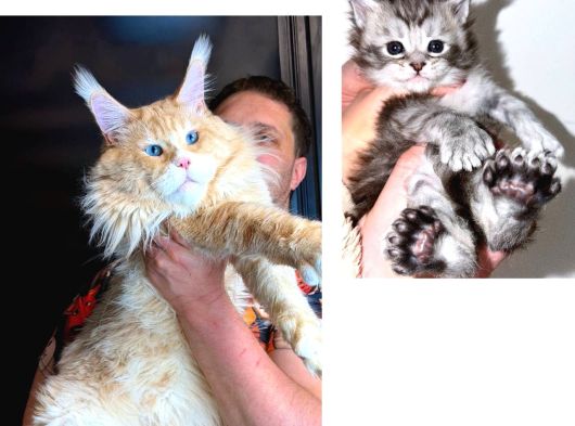 Maine Coon Çift Renkli Gözlü Hiç Bulamayacaklarınızdan