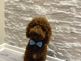 Red Brown Poodle Yavru Erkek