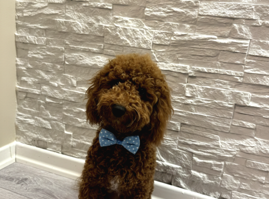 Red Brown Poodle Yavru Erkek görsel