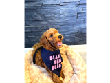 Red Brown Poodle Yavru Erkek