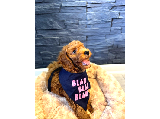 Red Brown Poodle Yavru Erkek görsel