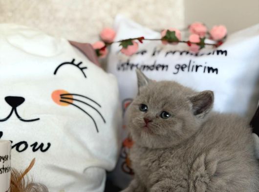 Safkan Lilac Yavrular görsel