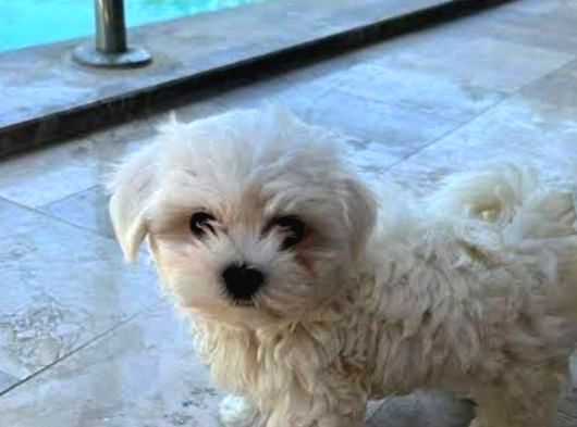 Mini Boy Maltese Yavrularımız görsel