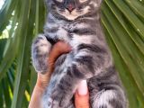 Blue Bengal Erkek Full Secereli