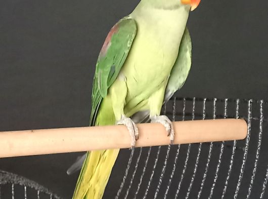 Alexander İri̇ Jumbo Boy Kusursuz görsel