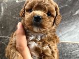3 Aylık Erkek Toy Poodle Aşıları Tam Acil
