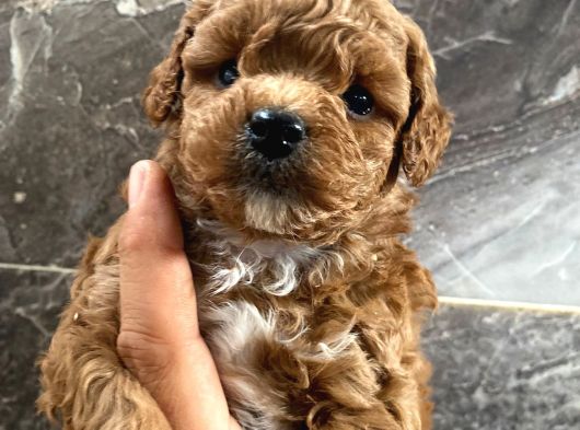 3 Aylık Erkek Toy Poodle Aşıları Tam Acil görsel