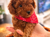Aşk Çocukları gerçek ToyPoodle - Mikroçipli ve Aşıları Tam