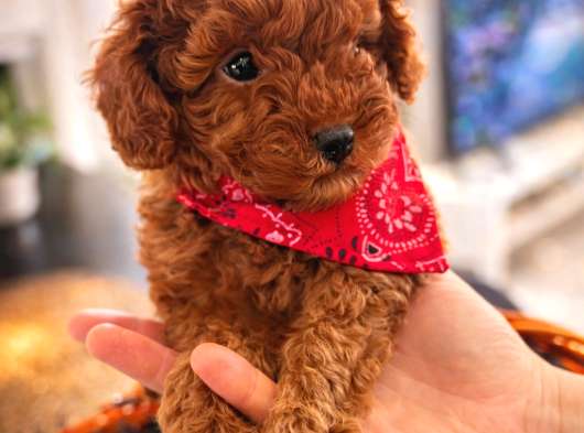 Aşk Çocukları Gerçek Toypoodle - Mikroçipli Ve Aşıları Tam