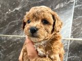 3 Aylık Erkek Toy Poodle Aşıları Tam Acil