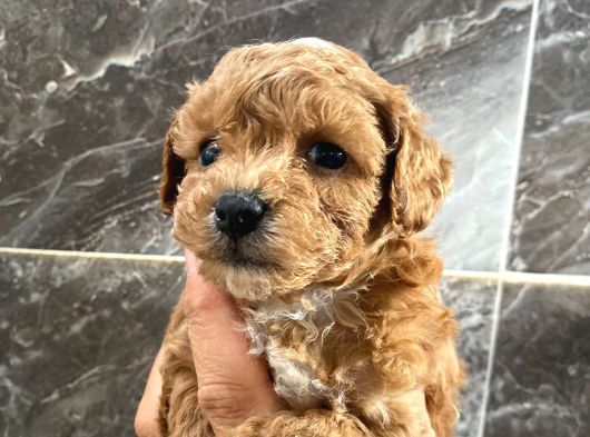 3 Aylık Erkek Toy Poodle Aşıları Tam Acil görsel
