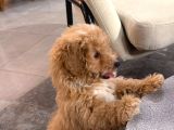 3 aylık erkek toy poodle aşıları tam acil