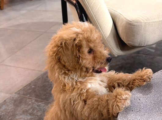 3 Aylık Erkek Toy Poodle Aşıları Tam Acil