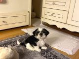 2 Aralık Doğumlu Shihtzu Yavru