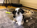 2 Aralık doğumlu shihtzu yavru