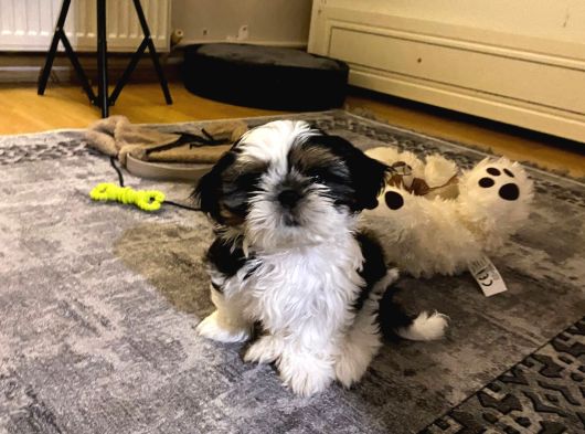 2 Aralık Doğumlu Shihtzu Yavru