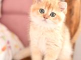 Safkan Show kalite British Shorthair erkek
